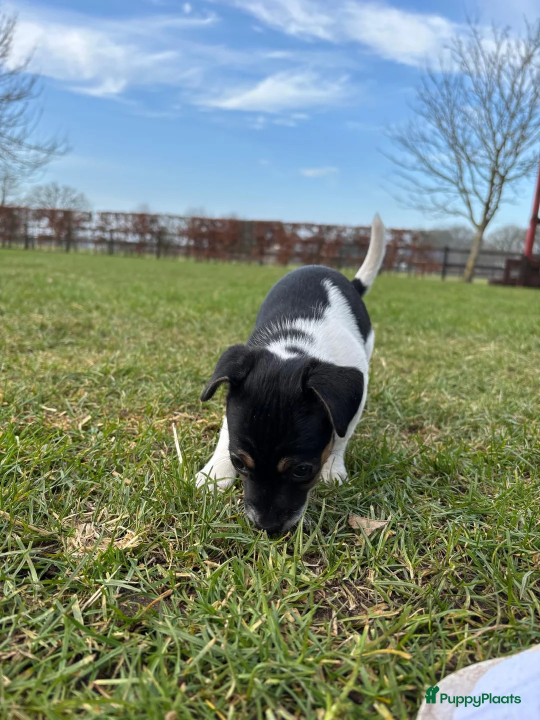 Jack Russel Terriër honden te koop: Jack Russel pup teefje - Advertentie 3