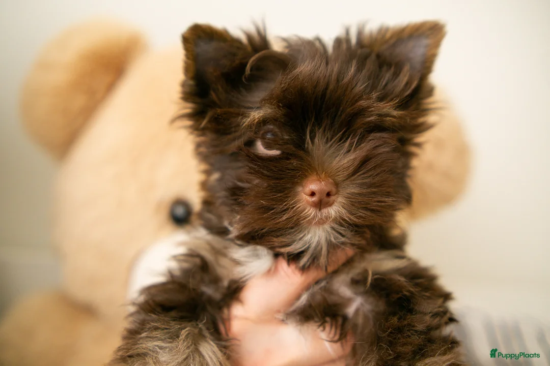 Yorkshire Terriër honden te koop: Yorkshire Terrier puppy’s te koop - Advertentie 2