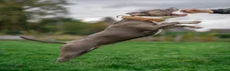 Amerikaanse Bully honden te koop: American Bully XL pups verwacht in Loosdrecht - Advertentie 6