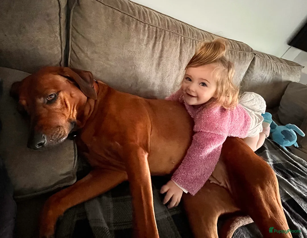 Rhodesian Ridgeback honden te koop: Pups verwacht maart 26 (België) - Advertentie 1