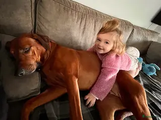 Rhodesian Ridgeback honden Pups verwacht maart 26 (België) - Advertentie 3