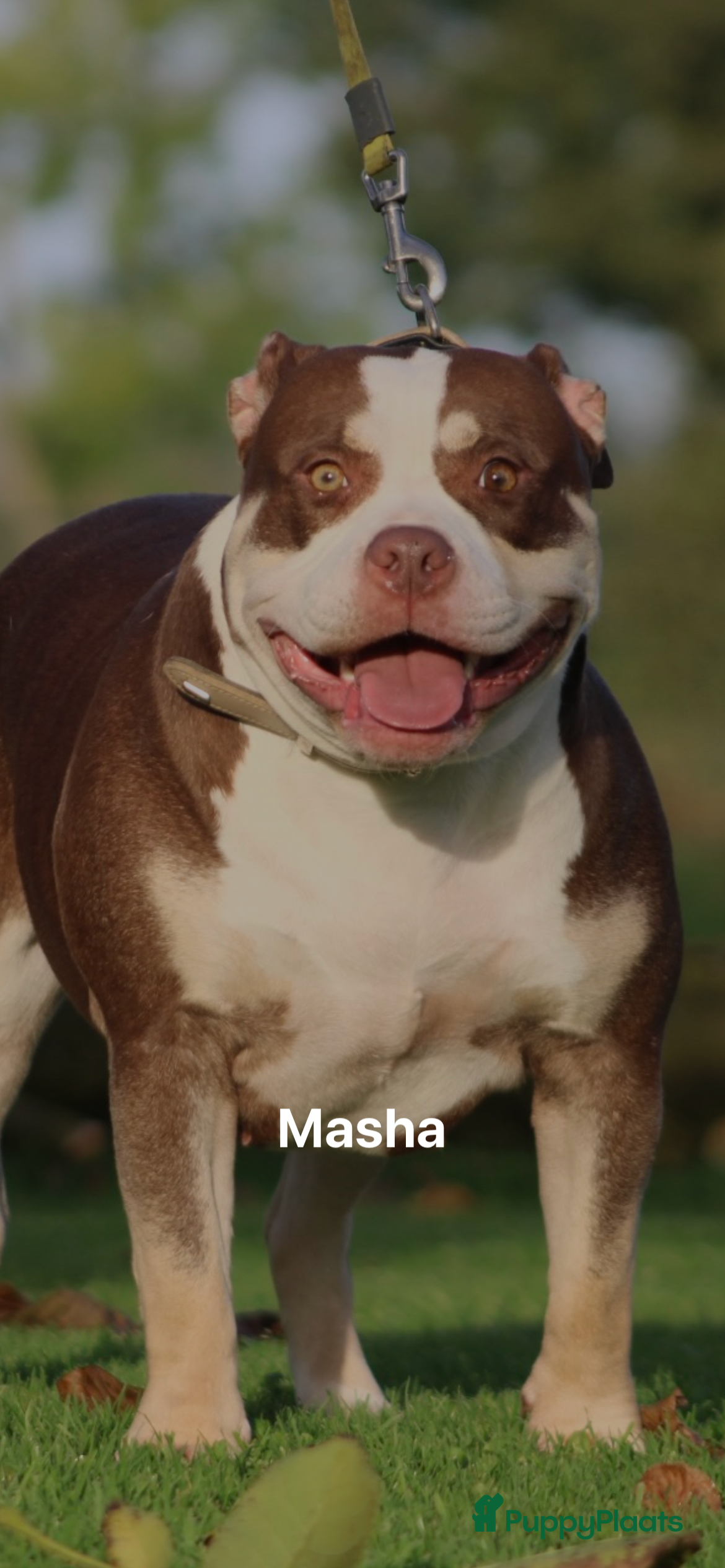 Amerikaanse Bully honden American Bully pups Abkc België  - Advertentie 3