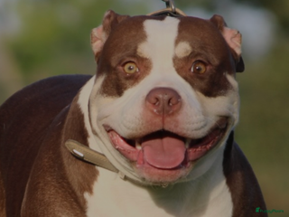 Amerikaanse Bully honden American Bully pups Abkc België - Advertentie 1