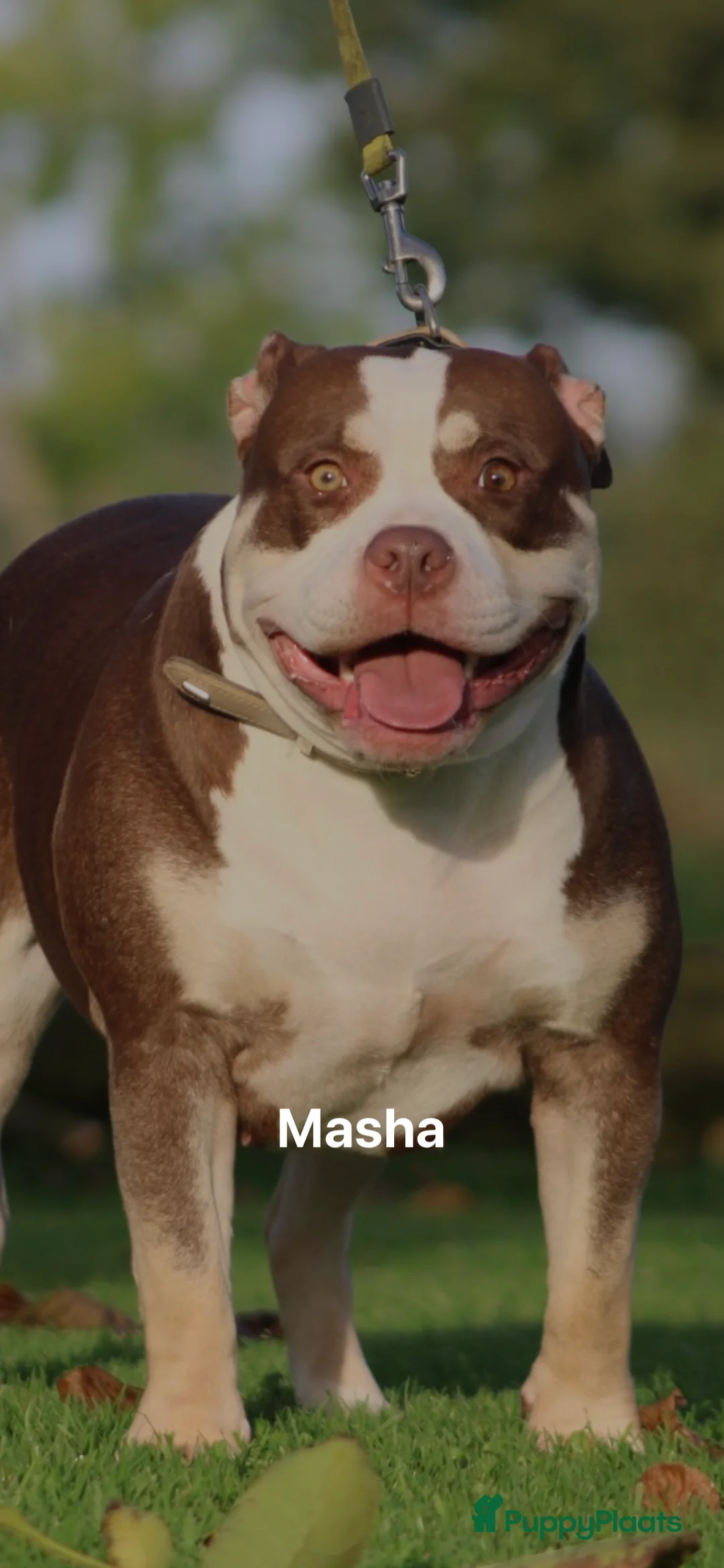 Amerikaanse Bully honden te koop: American Bully pups Abkc België  - Advertentie 3