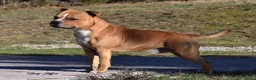 Kruising honden te koop: Pups te koop - Advertentie 6