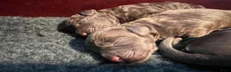 Kruising honden te koop: Australian Labradoodle X double doodle medium  - Advertentie 5