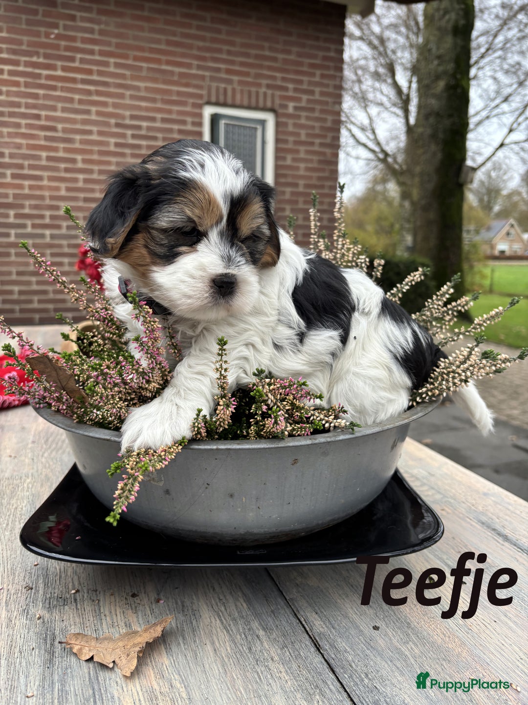 Kruising honden te koop: Schattige Boomer Puppy's - Advertentie 4