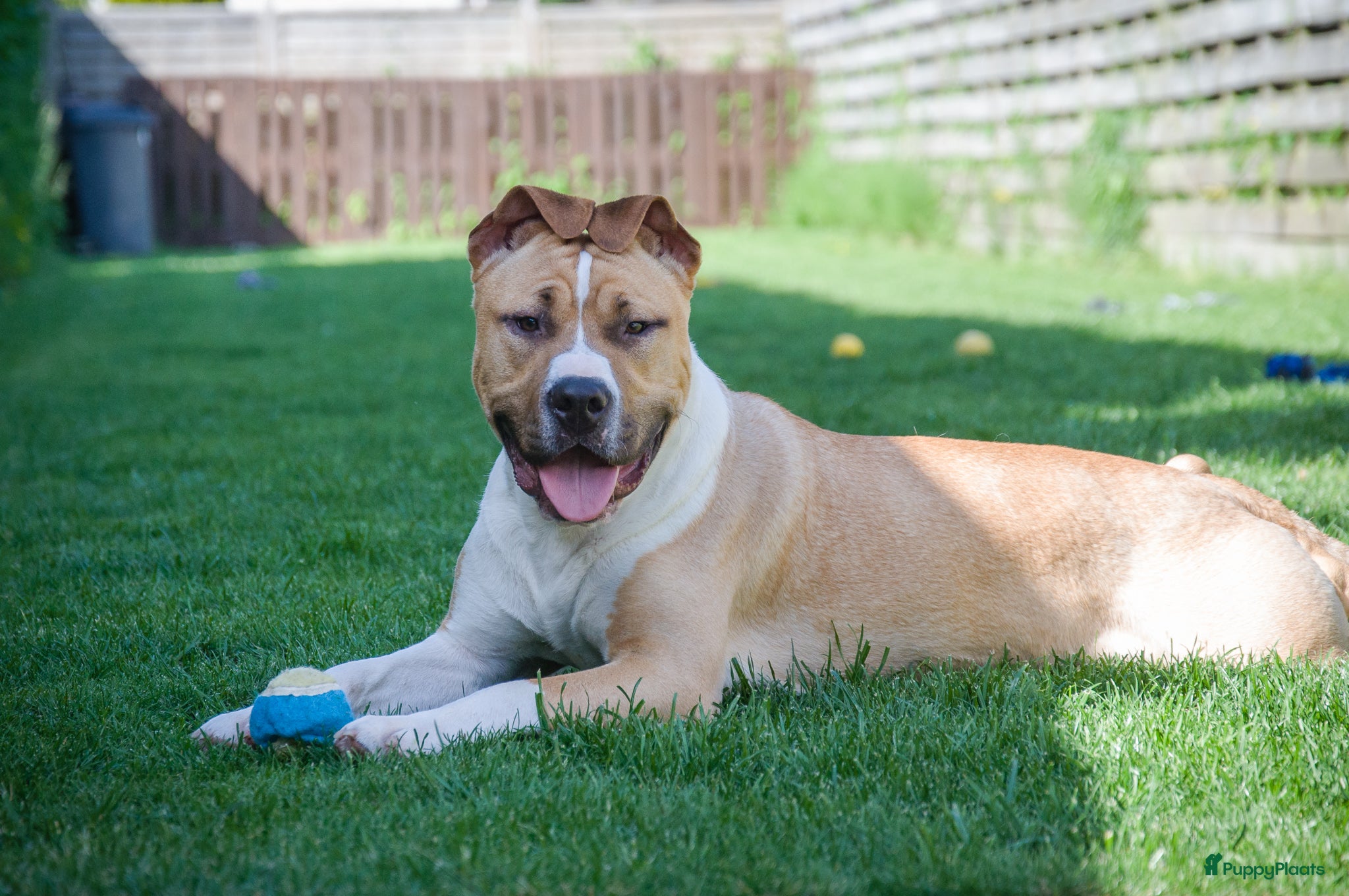 American Staffordshire Terriër honden Kay - 9 maanden American Staffordshire Terrier FCI - Advertentie 1