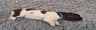Heidewachtel Puppy 1