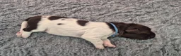 Heidewachtel honden te koop: Prachtige Heidewachtel puppy's aangeboden in Noordwijkerhout - Advertentie 4
