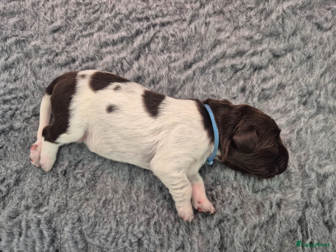 Heidewachtel honden te koop: Prachtige Heidewachtel puppy's aangeboden - Advertentie 18