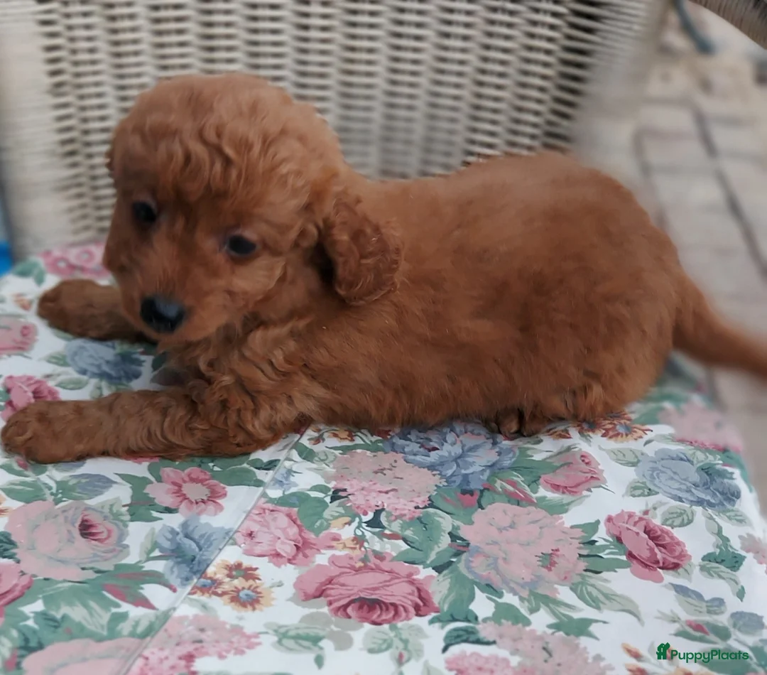 Maltipoo honden te koop: Maltipoo Reutje - Advertentie 3