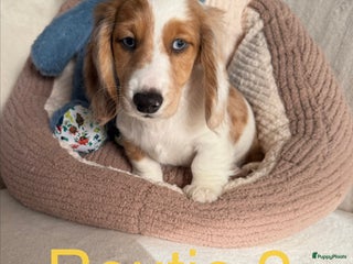 Kruising honden Laatste 3reutjes mogen nestje verlaten - Advertentie 2