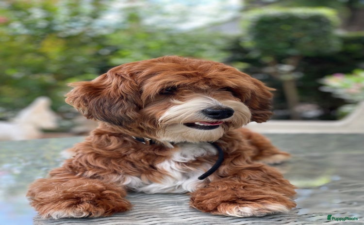 Maltipoo honden - Advertentie 2