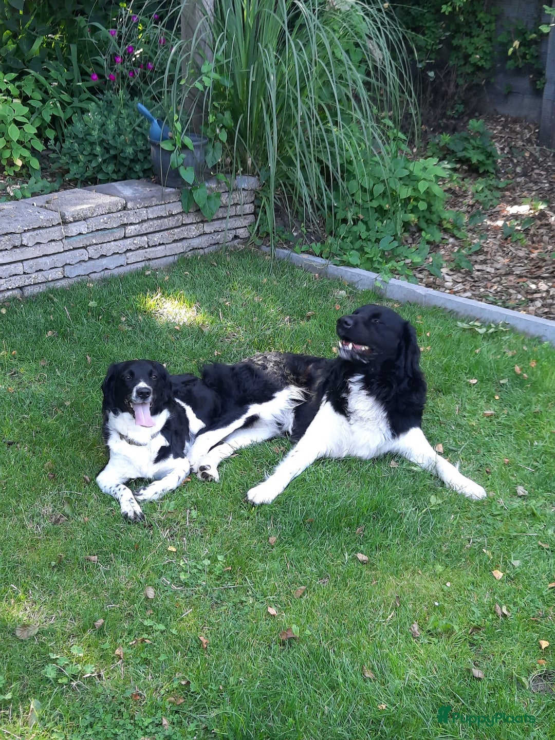 Friese Stabij honden te koop: Prachtige stabij pups - Advertentie 6