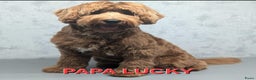 Labradoodle honden te koop: Zwarte medium labradoodles (nog 3 beschikbaar) - Advertentie 3