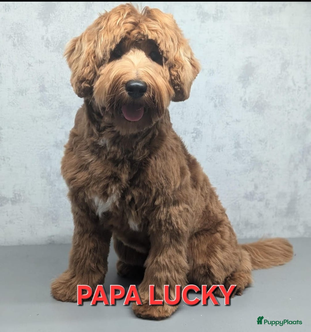 Labradoodle honden te koop: Zwarte medium labradoodles (nog 3 beschikbaar) - Advertentie 3