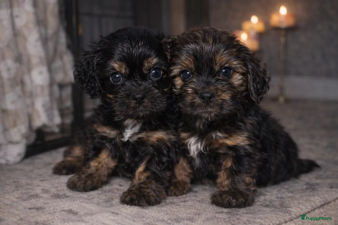 Havanezer honden te koop: Havanezer pup - Advertentie 4