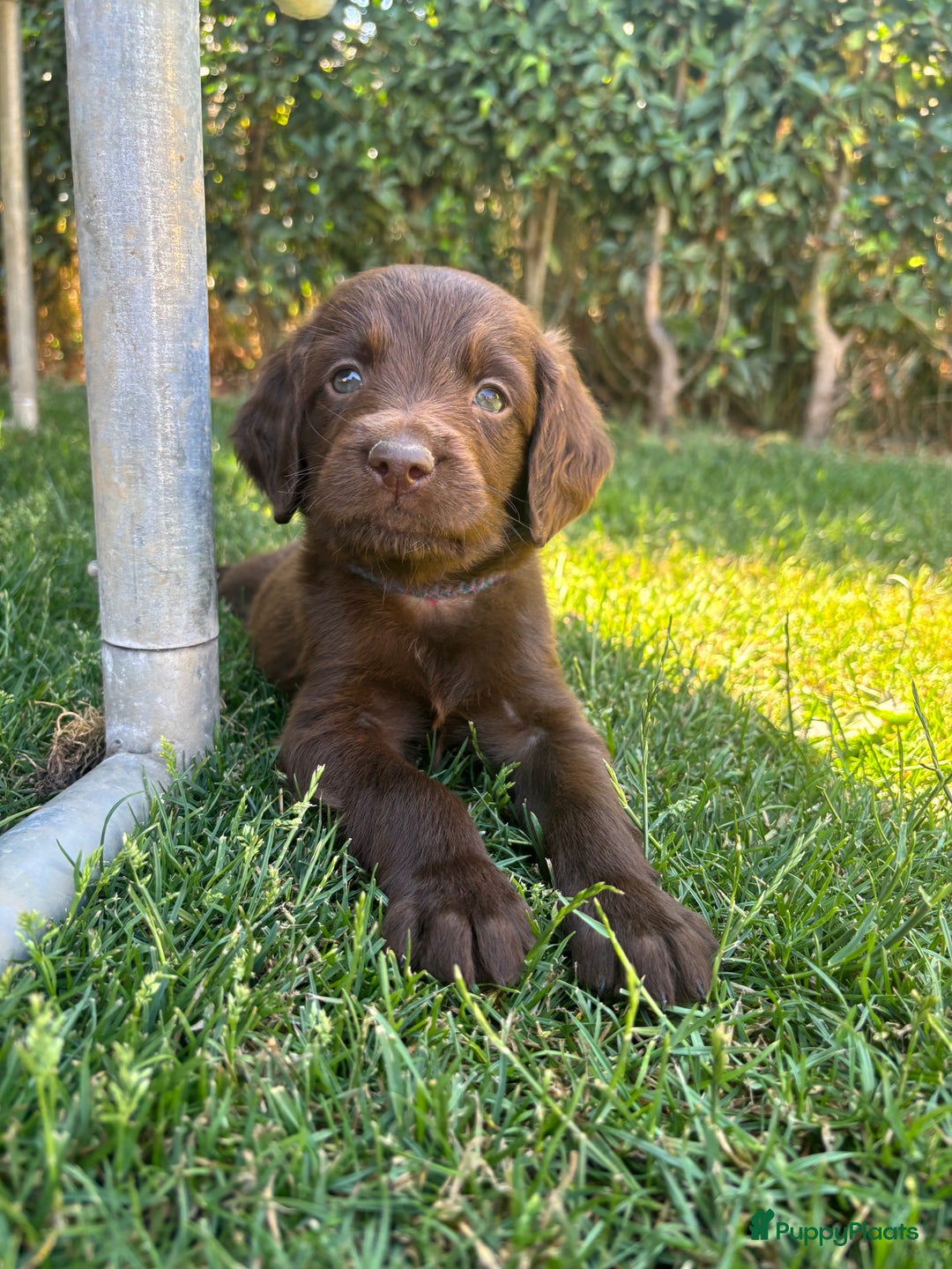 Duitse Staande Hond Langhaar honden te koop: Duitse staande langhaar pups  in Maastricht - Afbeelding 27