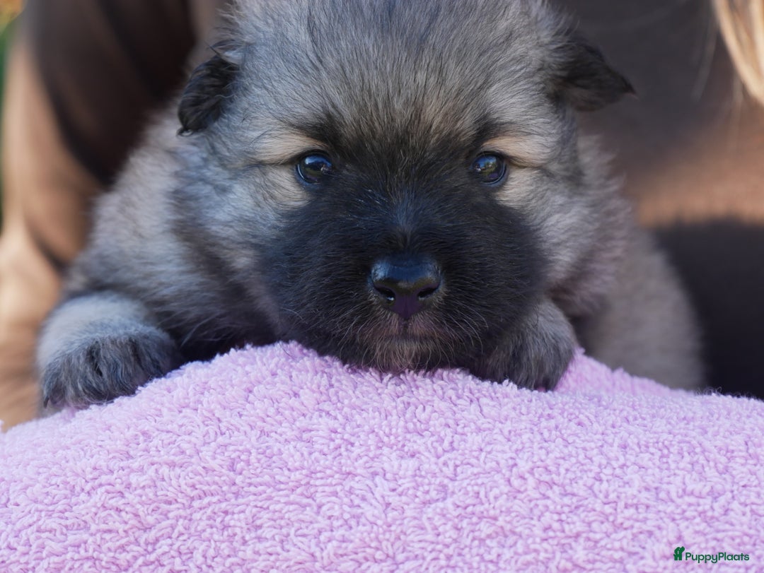 Kruising honden te koop: Gezonde Lieve Keeshond × Spitz Pupjes.  - Afbeelding 1