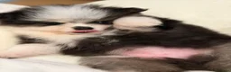 Pomeriaan honden te koop: Prachtige gezonde, speelse pups  - Advertentie 5