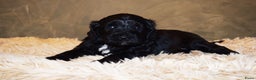 Labradoodle honden te koop: Prachtige labradoodle pups te koop  - Advertentie 12