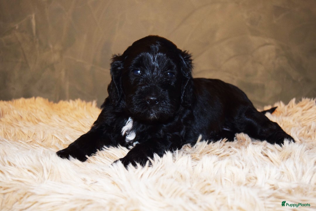 Labradoodle honden te koop: Prachtige labradoodle pups te koop  - Advertentie 12