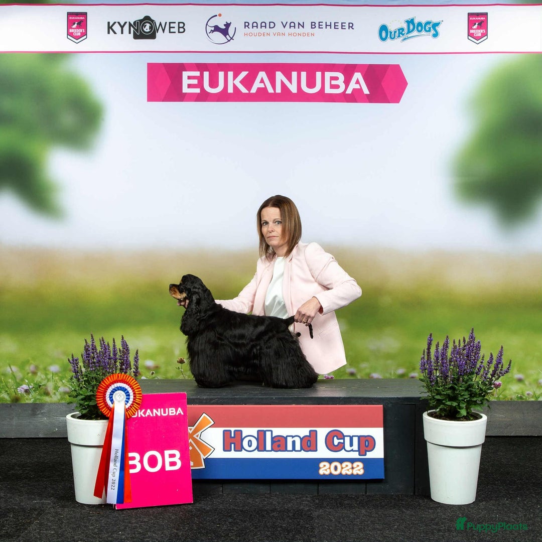 Galerij afbeelding {{count}}