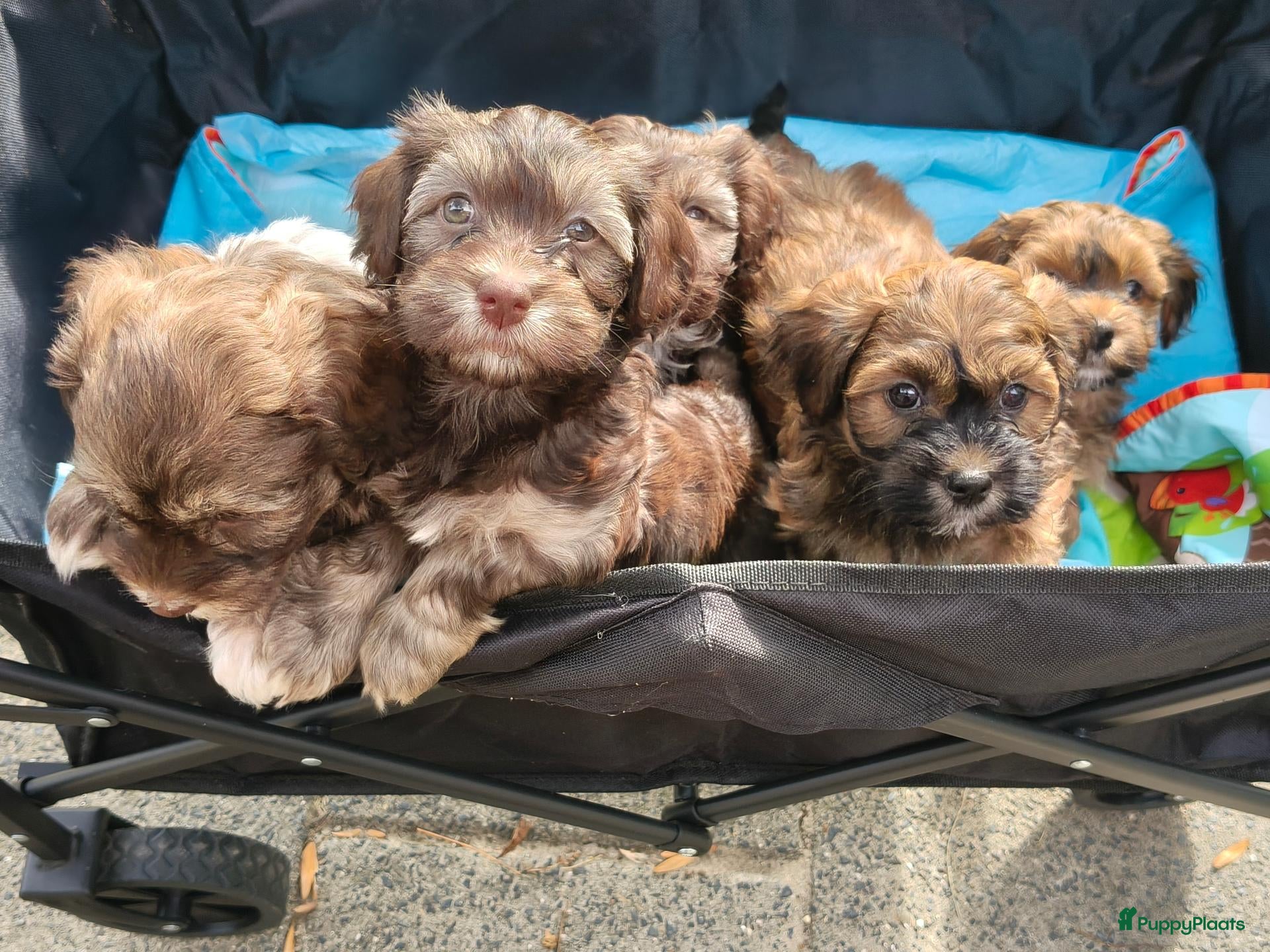Havanezer honden  havanezerpups van geteste ouders met fci stamboom - Advertentie 17