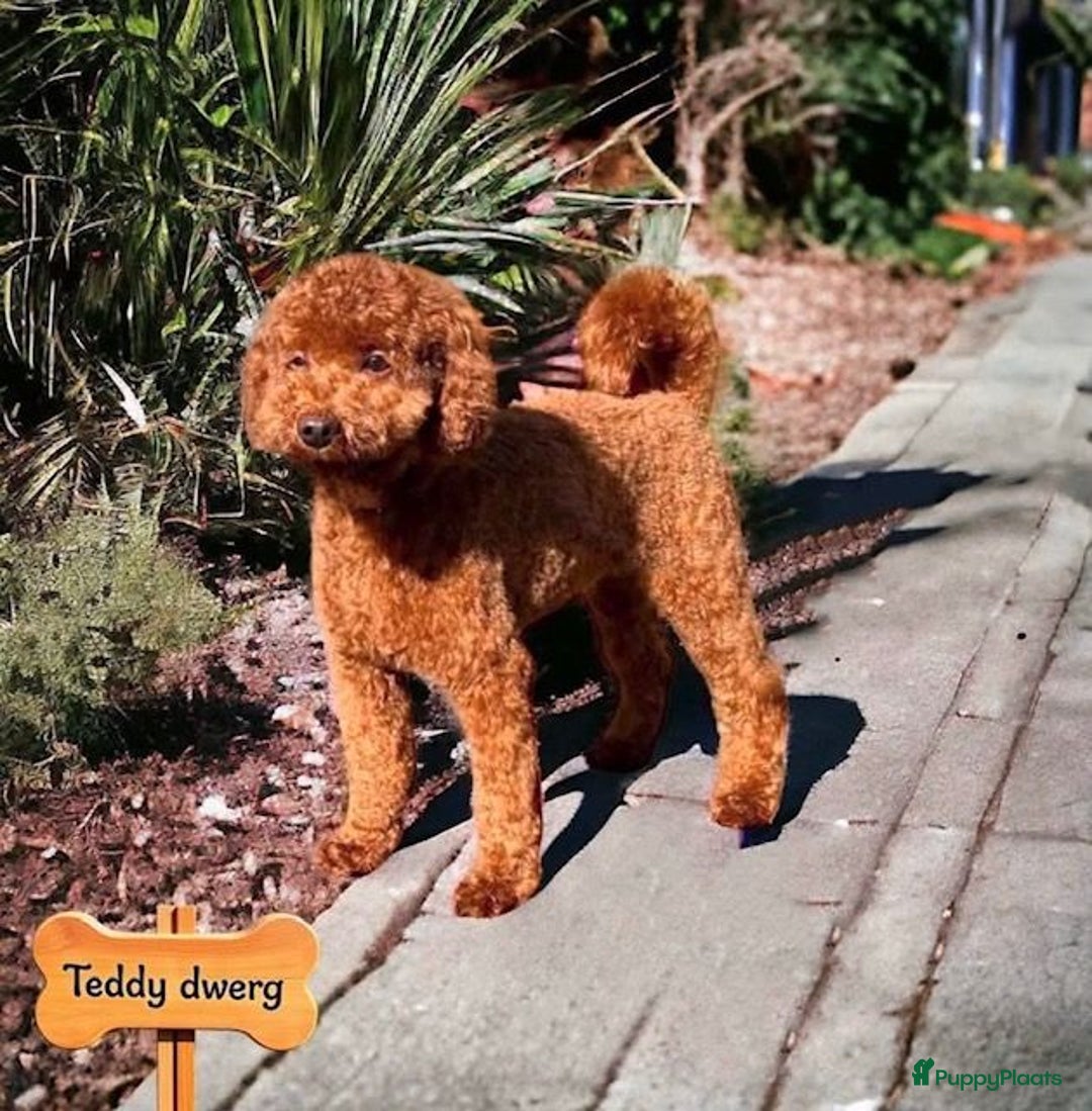 Poedel honden ter dekking: rode dwergpoedel dekreutjes  - Advertentie 2