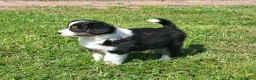 Kruising honden te koop: Shepherd puppy's  - Advertentie 14
