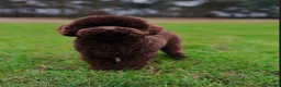 Dwergpoedel honden te koop: Choco/ Choco merle dwergpoedels - Advertentie 7