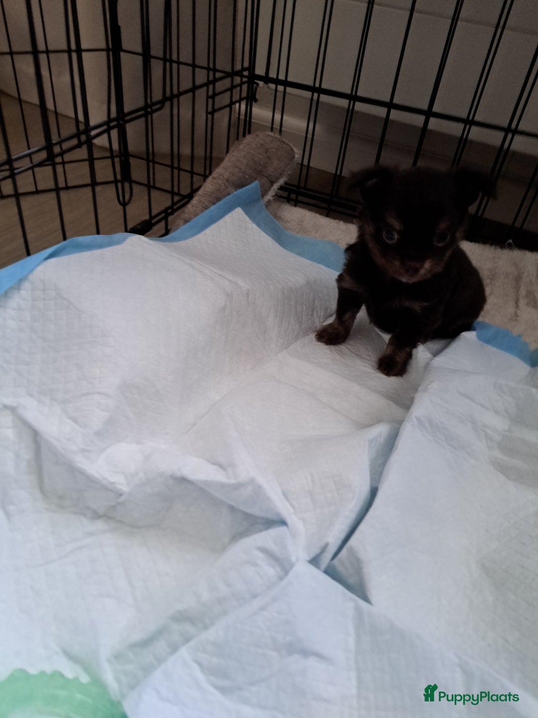 Chihuahua honden te koop: Superleuk nestje chihuahua pupjes van 3 - Advertentie 6