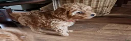 Poedel Toy honden te koop: Schattige toypoedel toy poedel pups 3 reutjes  - Advertentie 9
