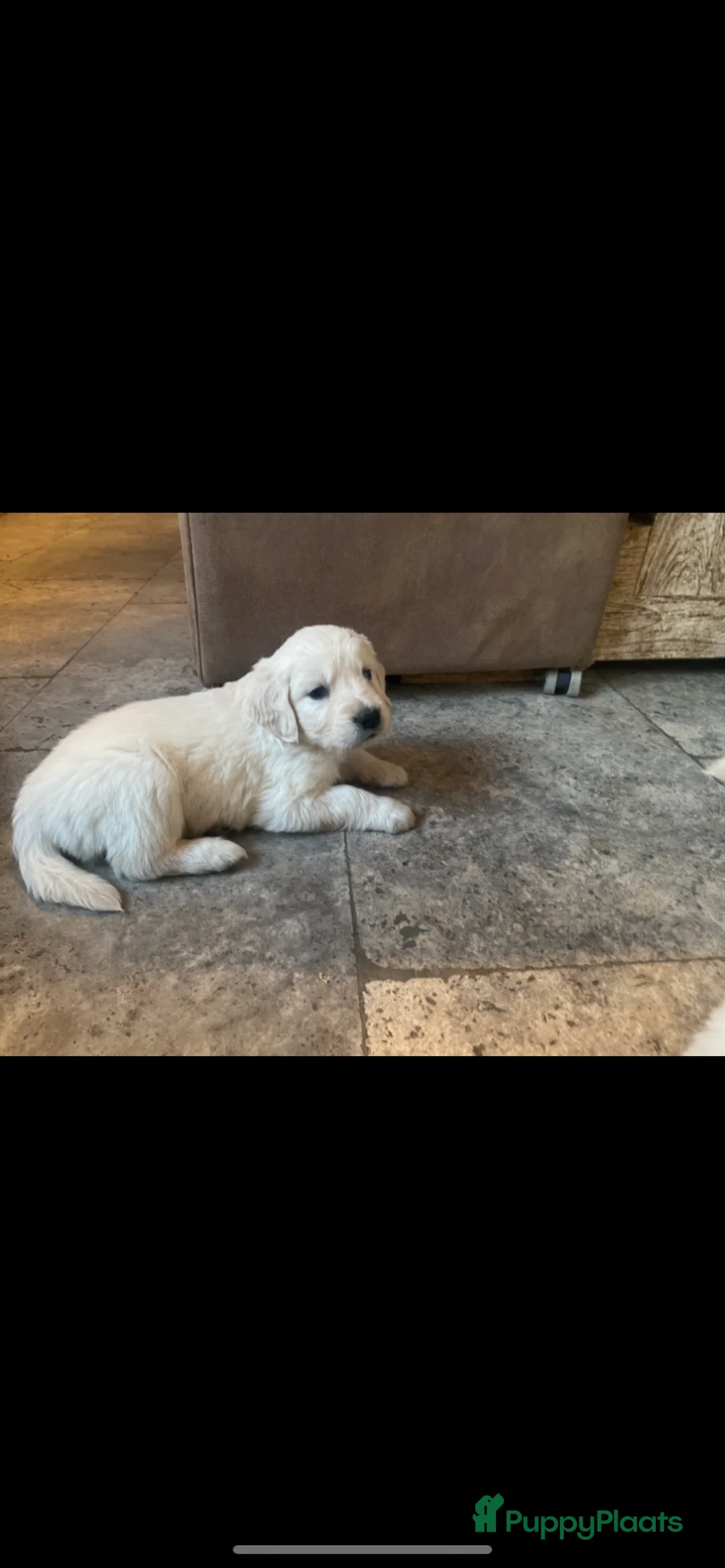 Golden Retriever honden te koop: Golden retiever pups - Advertentie 16