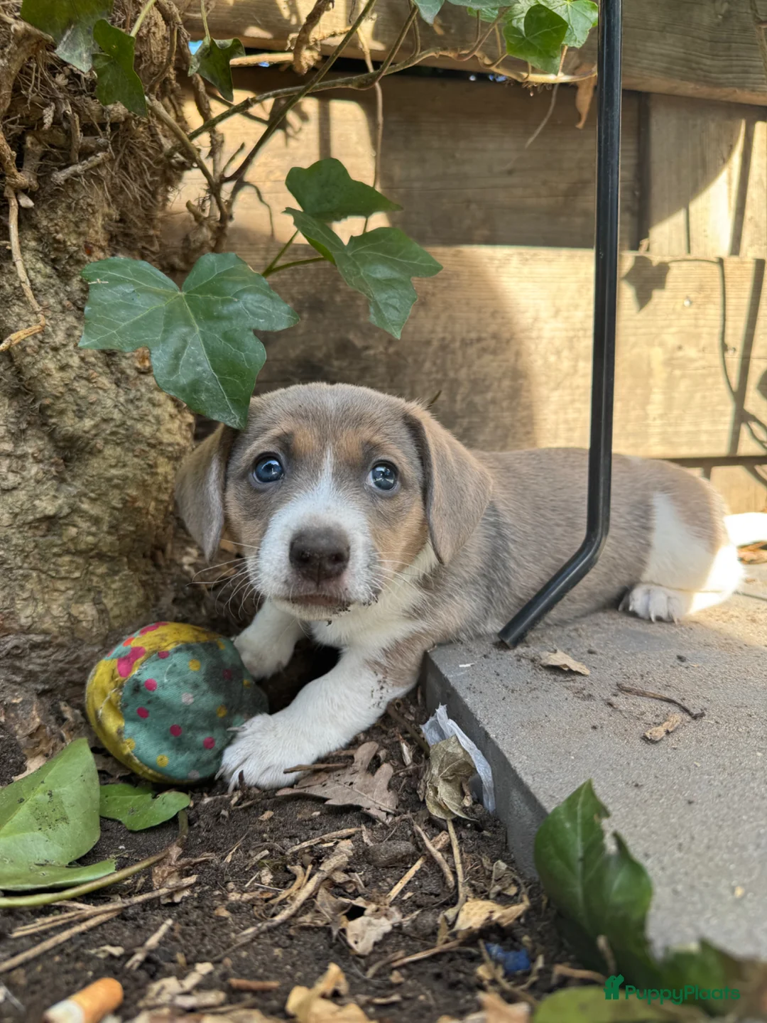 Jack Russel Terriër honden te koop: Leuke vrolijke Jack Russell pups - Advertentie 1