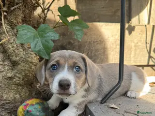 Jack Russel Terriër honden Leuke vrolijke Jack Russell pups - Advertentie 1