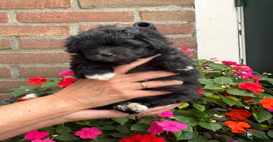 Kruising honden - Advertentie 8