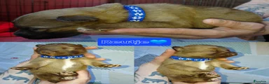 Kruising Puppy 4