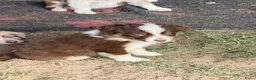 Australian Shepherd honden te koop: Mooie Australian Shepherd pups - Advertentie 6