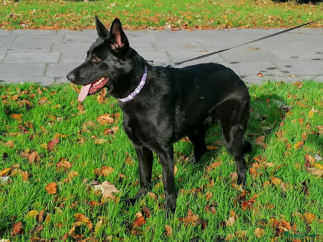 Galerij afbeelding {{count}}