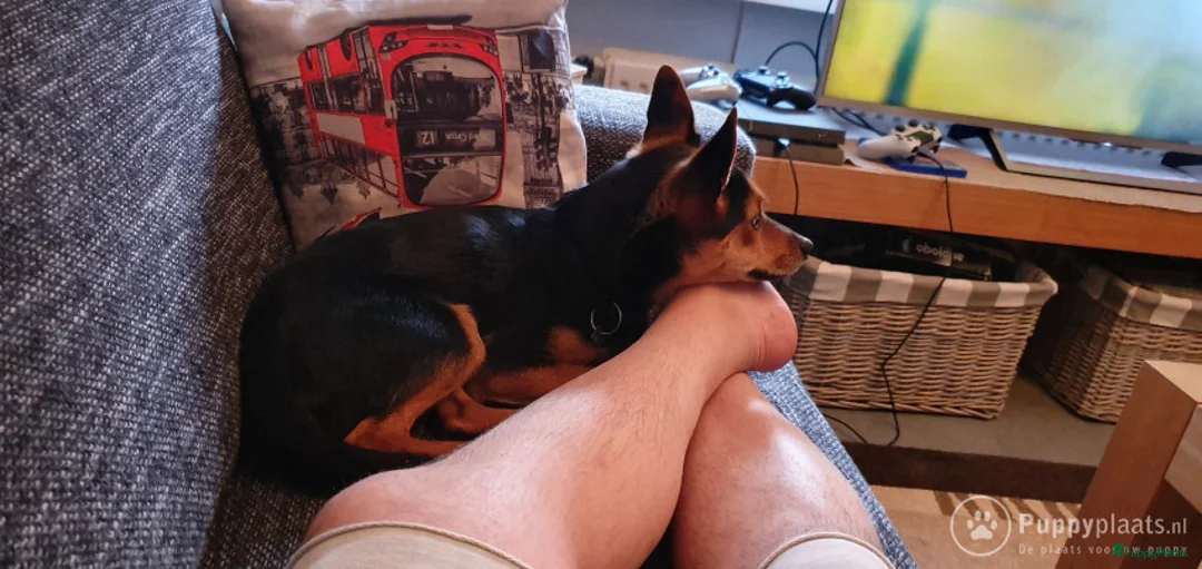 Kruising honden ter dekking: Dekrue aangeboden in Almelo - Advertentie 12