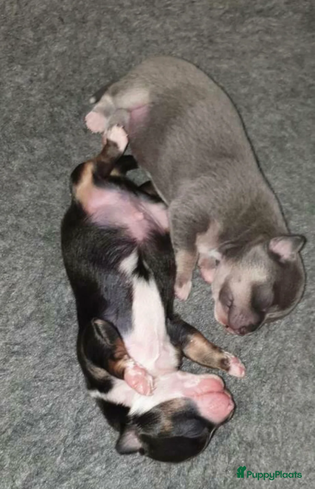 Chihuahua honden ter dekking: Ervaren blauw/grijze kleine chihuahua dekreu - Advertentie 11