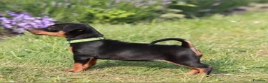 Dwergpinscher 2