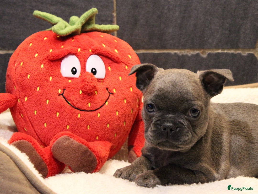 Franse Bulldog honden te koop: Franse Bulldog pups - Advertentie 31