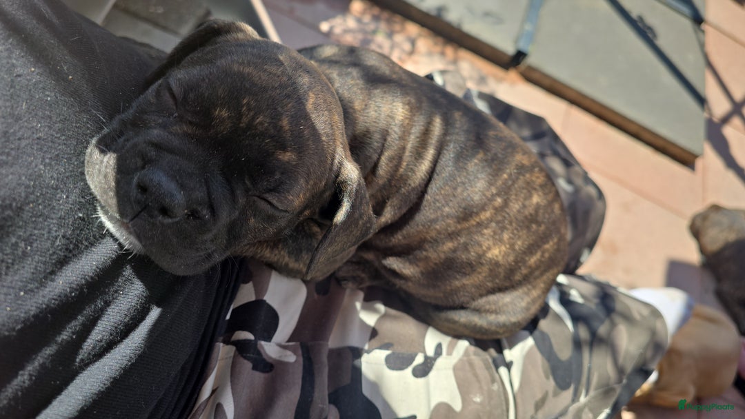 Franse Bulldog honden te koop: Mooie kruising franse bull/American bull te koop - Afbeelding 9