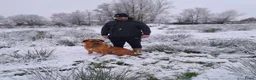 Kruising honden te koop: Rottweiler x moskovitische waakhond in De Westereen - Advertentie 2