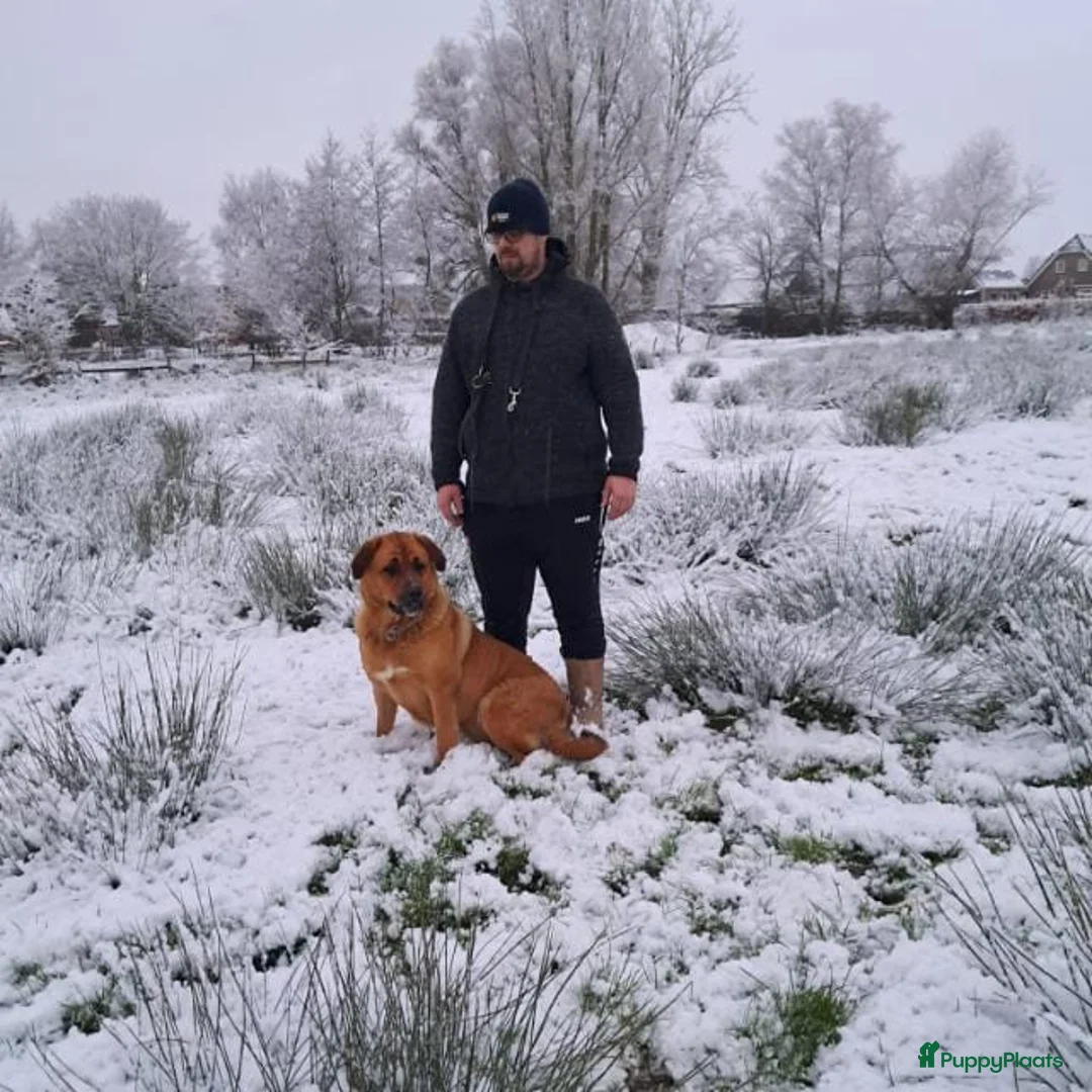 Kruising honden te koop: Rottweiler x moskovitische waakhond in De Westereen - Advertentie 2