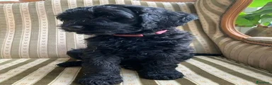 Goldendoodle 7