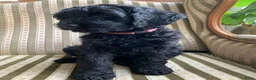 Goldendoodle honden te koop: Goldendoodle pups (België) - Advertentie 12